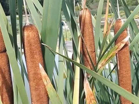  奇特|河边野草可真多，这种“香肠草”样子最奇特，作用也很多