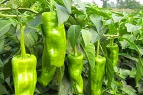 山茱萸|最适合秋天吃的三种食物,营养丰富、延缓衰老,早吃早好!