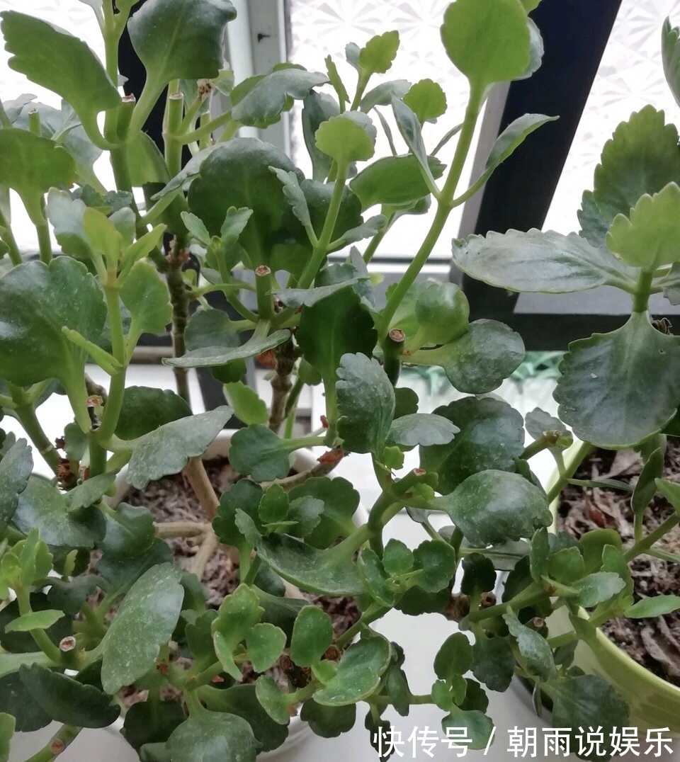 花苞|长寿花能否“早开花”注意3个“小细节”,30天长粗枝、花爆盆