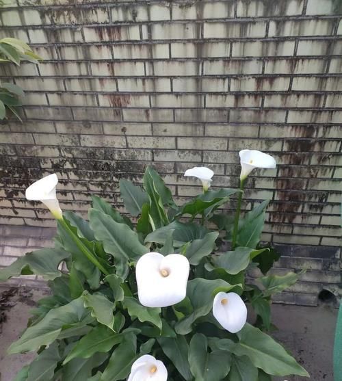 特好看特好养,又浇不死的花,你知道几种?