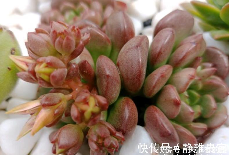 花箭|红宝石一直长花箭是咋回事?甭理它,它就是多肉植物中的“骡子”