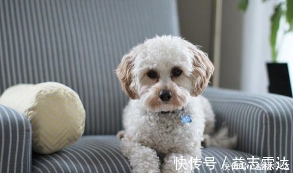 服药|如何顺利给宠物狗喂口服药,掌握正确口服喂养技巧,狗狗不会抵抗