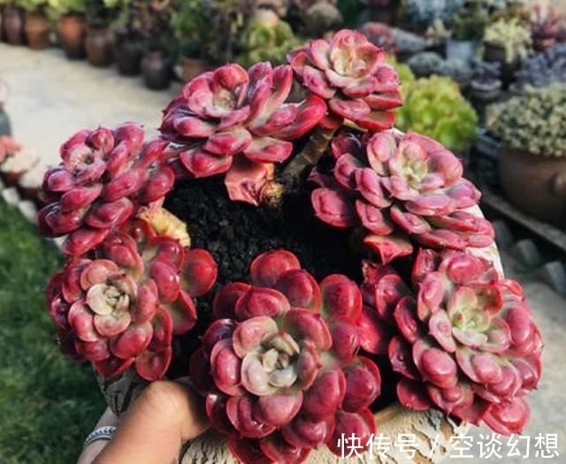 3款“爱哭”的多肉植物,名字很凄美,出了状态确让人很陶醉