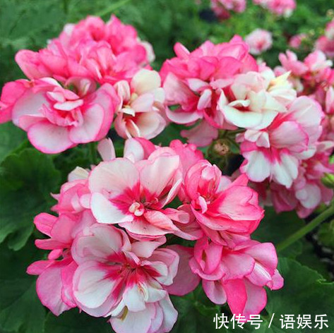 天竺葵|家里就养这“3种花”,好看好养又便宜,开起花来拦都拦不住,美