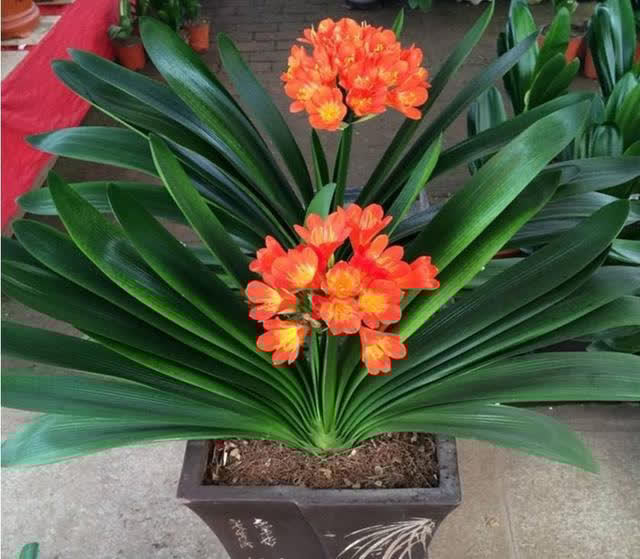 春天君子兰，能长8片叶？很简单，满足4个小条件就好啦