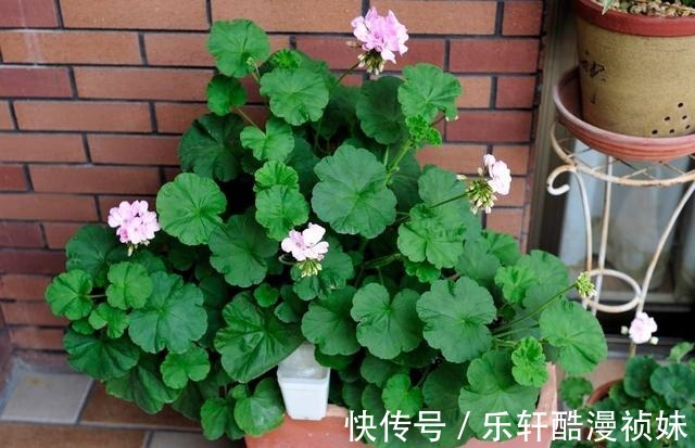 8种“洋气花”，天冷别喷水，不然黄叶、掉花苞，越养越难看