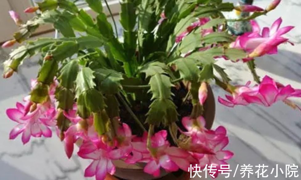 容易生根的7种花，剪根枝条就能插活，不用花钱买