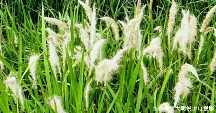 老百姓们|“三峡奇人”龚清孝,以草为食,34年吃了40吨草