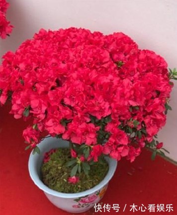杜鹃花|杜鹃开花后,需要怎么处理,做好以下几点,来年爆盆太简单!