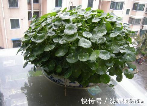 会长势|3种植物，越淋雨长得越快越好，叶更绿，花更美，爆盆快！
