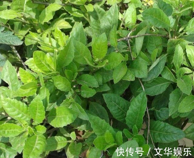 通过“扦插”开花爆盆,这4种花最适合,现在扦插,半个月有一盆