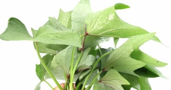 农村没人吃的一种植物的叶子,却被誉蔬菜皇后,大部分人不知道