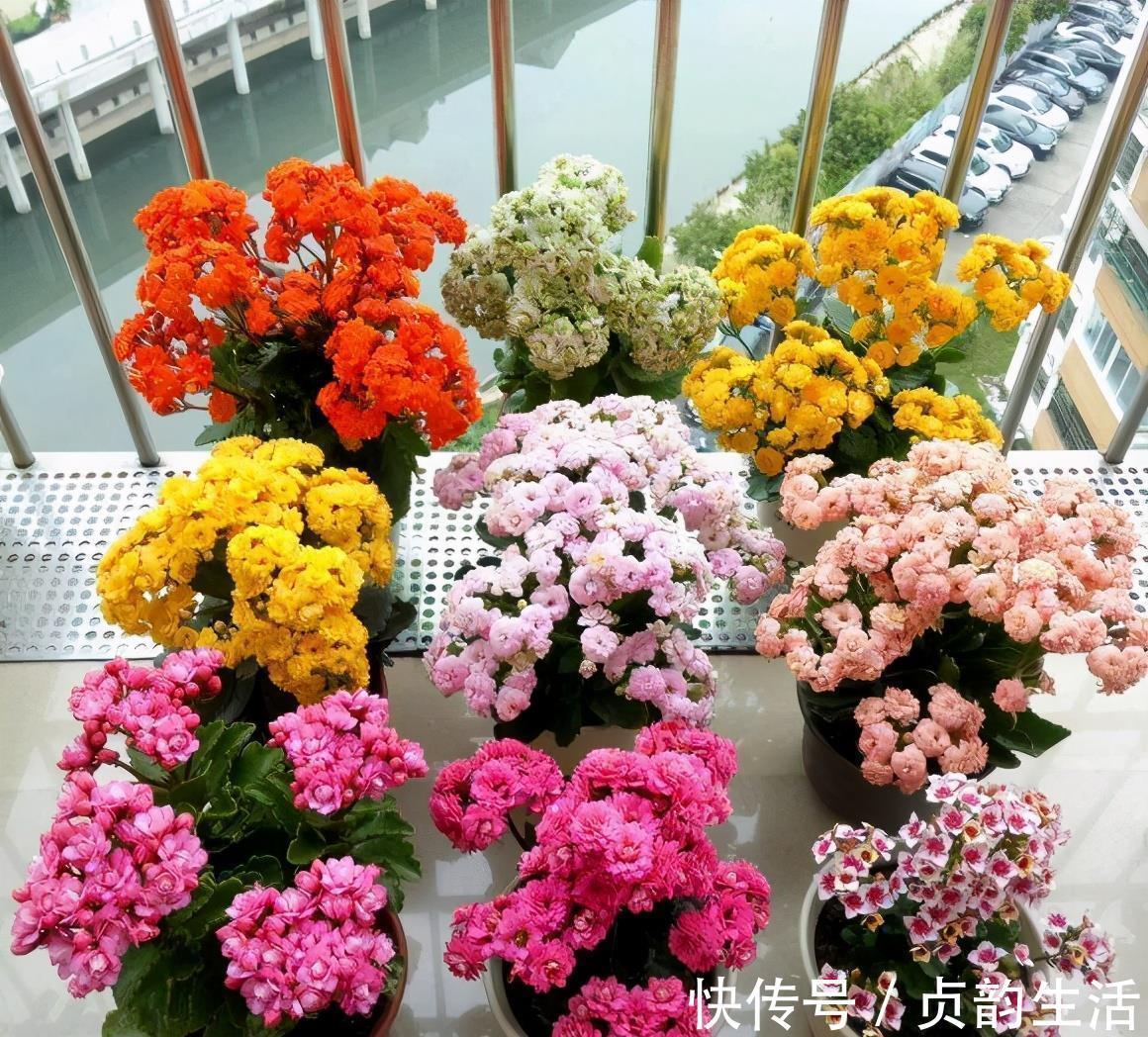 菊花类|3种“仙气花”,寒冬腊月“照样开”,一盆开花上千朵,人见人爱