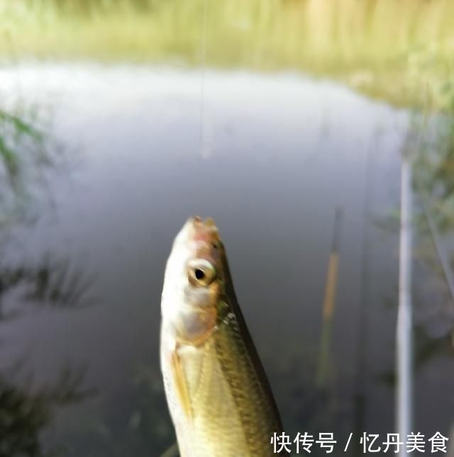 大鱼|高温天,钓大鱼先克服这些“难题”,不是我吹,渔获瞬间猛增几倍