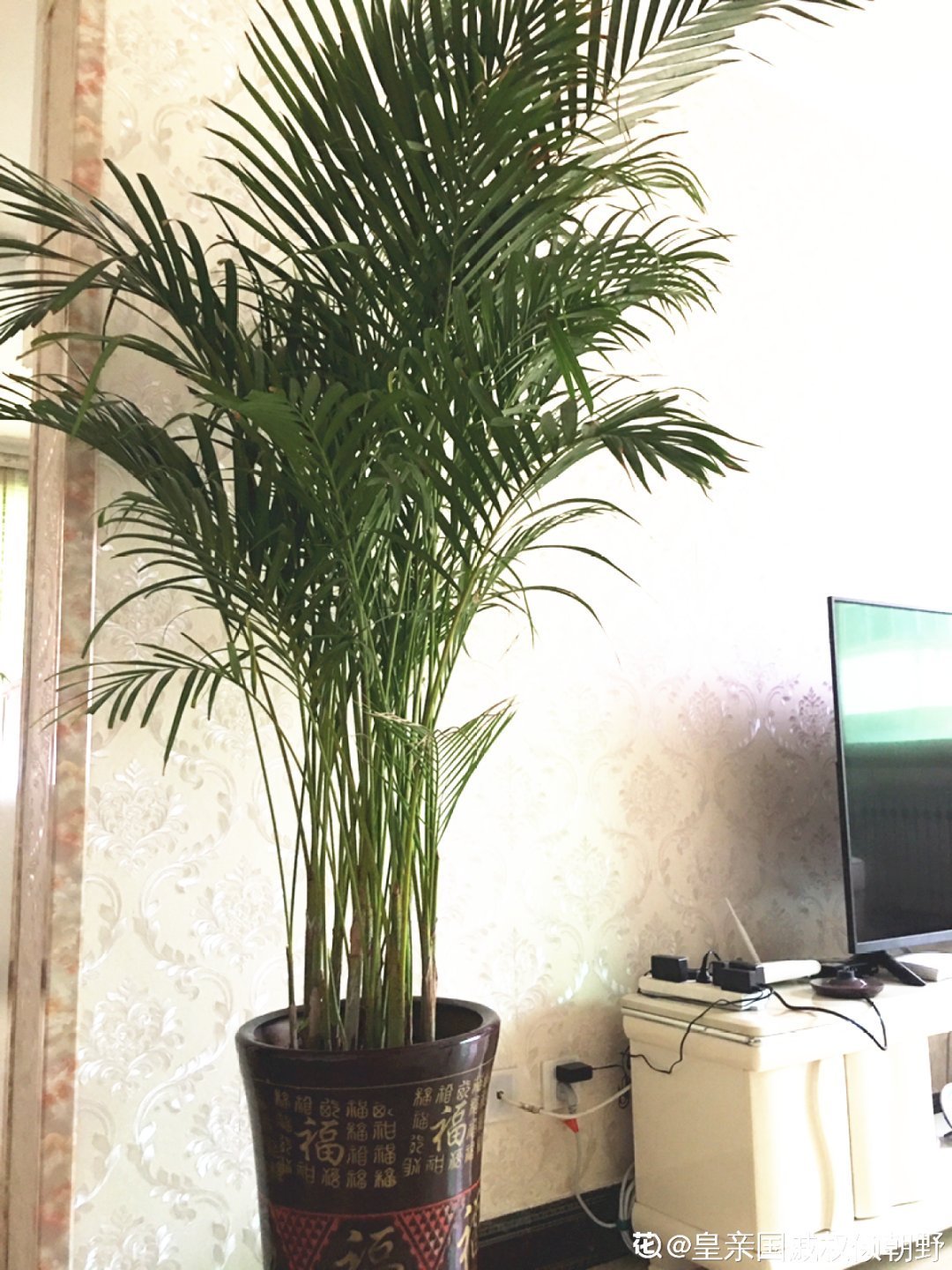 人养花,花也养人,家里养这10种花,越养越健康