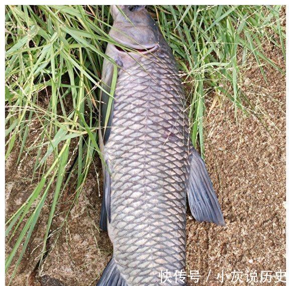 办法|野钓渔获多少钓技术说了不算,密度才是决定性因素,有办法提高