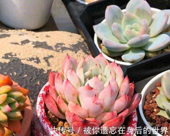 烂根|盆底垫三种东西，不怕招虫不烂根生病，养花更省事了