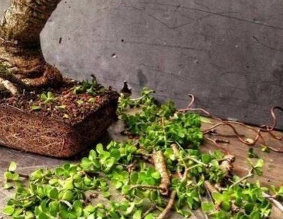 李大姐养“玉树”，专用“这水”浇，10个月就能成“老桩”，好看