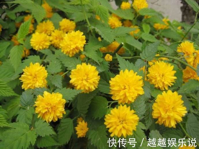 很多人见过棣棠花,却不知其身份,原来它有好多小秘密!