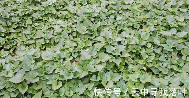 红薯叶煮鸡蛋|红薯叶煮鸡蛋，作用实在是太厉害了，省钱又实用，很多人都不知道！