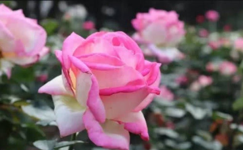 适合夏季养的花,好活易爆盆,花色柔美,花朵烂漫迷人,美爆了