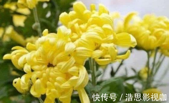 常喝|泡菊花加一宝，女人常喝，排毒燃脂，视力好了，肝也越来越健康！
