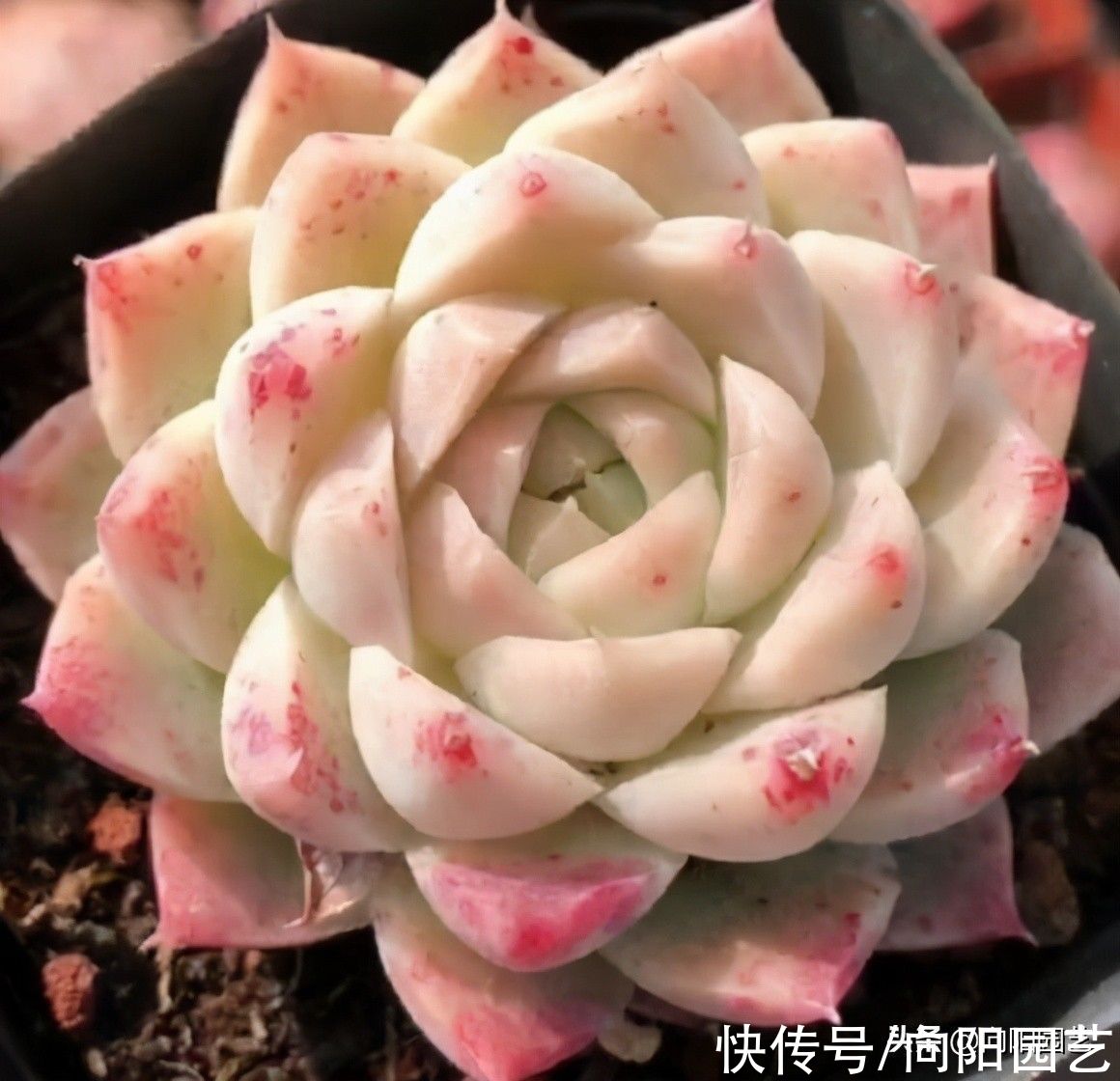 品种|买多肉要注意哪些问题？什么样的可以买？什么样的不可以买？
