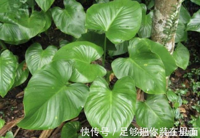 折磨|专治“腰疼”的中药方,腰不疼,腿不酸,让老人不受折磨