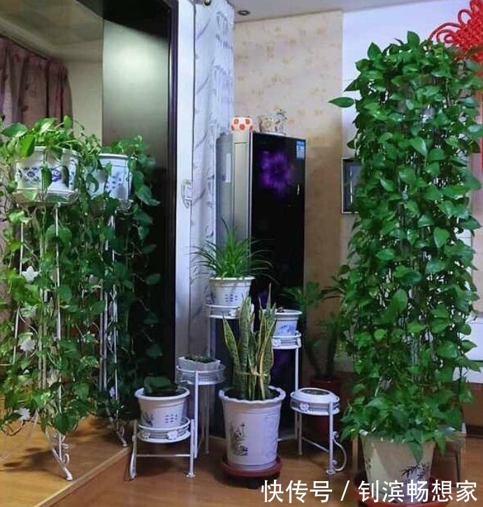 绿萝吊兰就好“一口酒”,2周喝上一杯,叶子翠绿、新芽挤爆盆