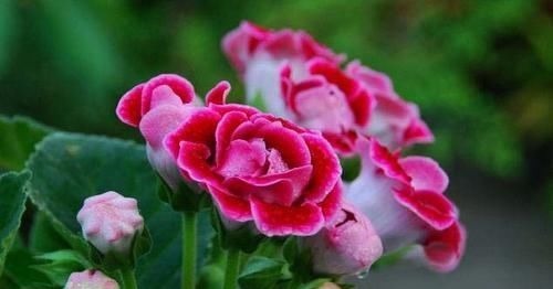 此花,特别喜阴,家里采光不好也能养,开花又大又鲜艳