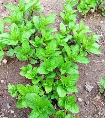 空气|卧室放了2种花,天气再热也不怕失眠,净化空气很干净