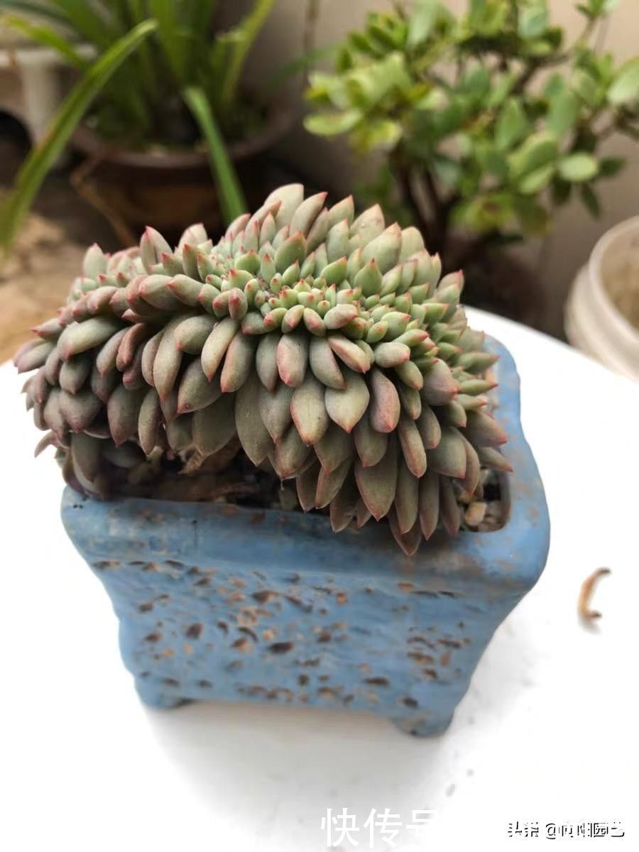 养多肉，不用买颗粒土，直接用“粗河沙”，拌在土里照样能用