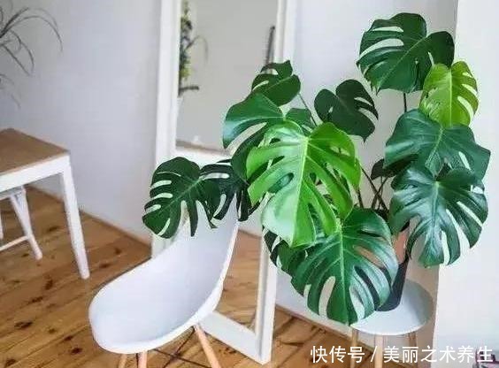 6种耐阴花，养了“不上当”，室内百搭盆栽，摆在角落也爆盆！