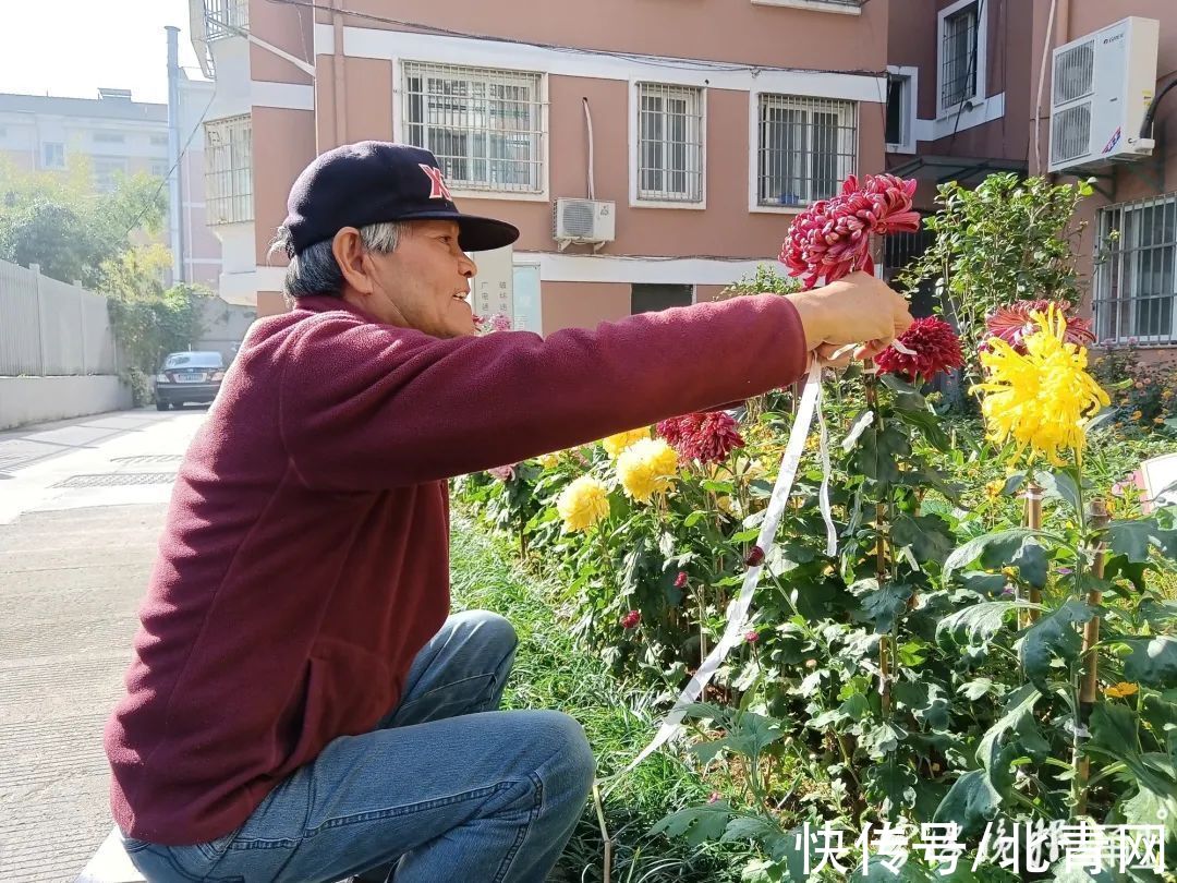 小雏菊|宁波这个小区要火！有人耗时一年，把绿化地变成了…太惊艳