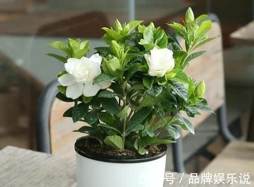 中性脂肪|别再买花肥了，1颗鸡蛋就能全“搞定”，养花轻松变“花海”，养啥都旺