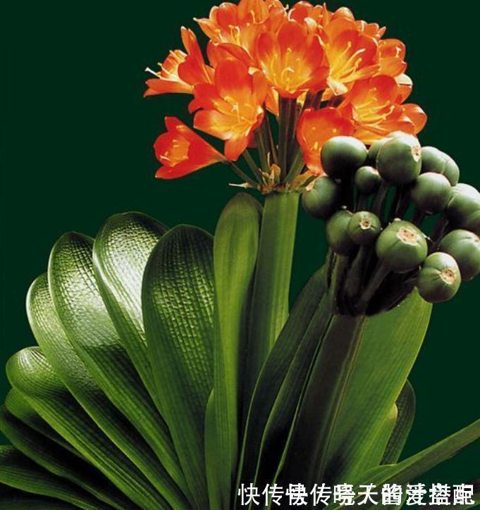 开花|君子兰总是不开花,只用了“这几招”,年年绿叶红花,不断爆花芽