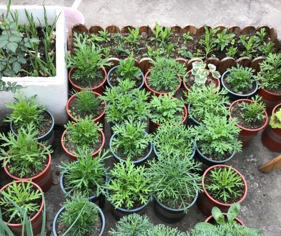 这个季节,适合养玛格丽特,好养价格还便宜,爆花效果很震撼