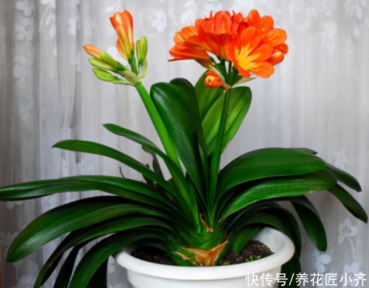 叶片|秋天养君子兰,做好3件事,植株长得旺,让它快速抽花剑