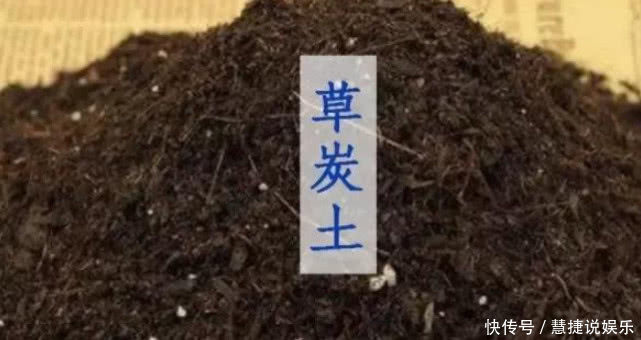松针土|手把手教你“君子兰”换盆,做好关键几点,年年开花不断,长得旺