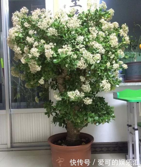 有名的“12种旺财花”,吉祥又大气,养成老桩更“旺家”