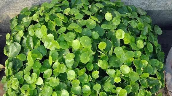 铜钱草养在这个地方,一周就爆盆,叶子能长成巴掌这么大