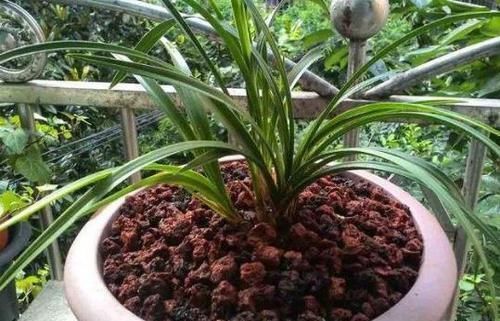 花友们|养花不会换盆，没经验就记住这些方法，换一盆旺一盆，零损伤