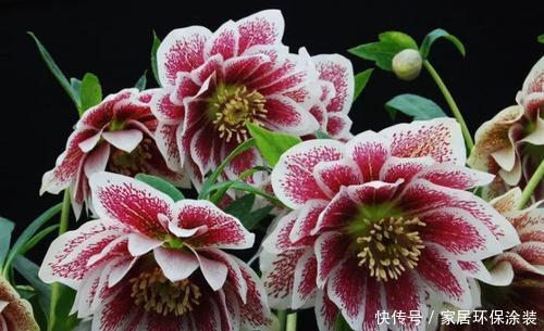 金边瑞香|4种耐寒花,现在养一盆正当时,大雪天也冻不死,花照样呼呼开!