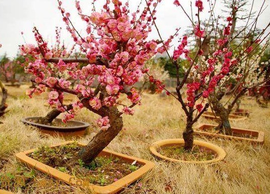 8种有害气体的“天然检测员”，好看又实用，养在家里是一宝