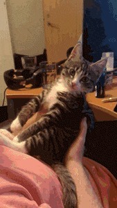 |搞笑GIF段子:初次带女朋友回家,这吃相有点吓坏家人啊