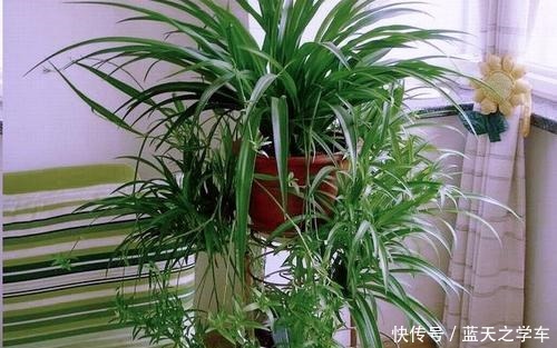 吊兰扔了吧,养这4种“高颜值”的吊兰,咋看也看不够!