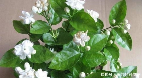  花期|逛花市记住“3买3不买”，春夏花期砰砰开花，家里是花海