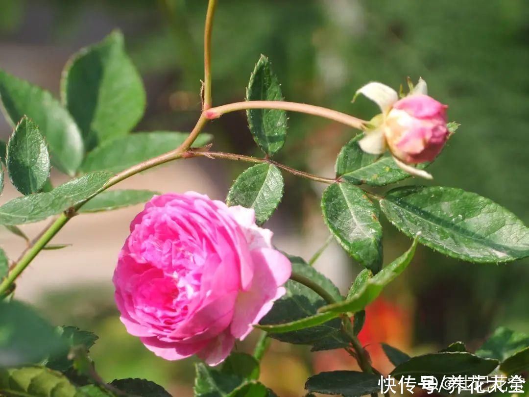 休眠|7种情况不能施肥,像毒药一样,浇完花就烧死