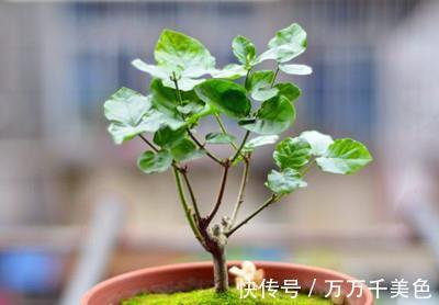 知识|茉莉基本的养护知识你知道多少,也难怪你养不好茉莉