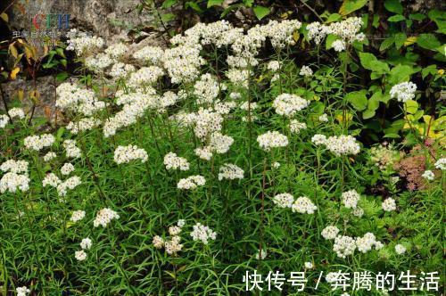 奇效|农村一种野草,过去用来点火,殊不知价值珍贵,治疗止咳有奇效